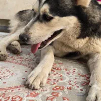 سگ هاسکی