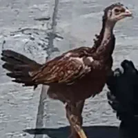 لاری