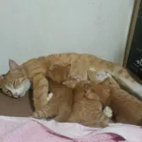 گربه گمشده