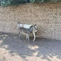 خر  و کره جفتشون ماده