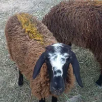 بره شال و افشار