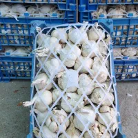 سیر پیاز گوجه