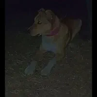 سگ12ماه‌گوسفنده‌برانفرم‌خوبه‌نگهبانیش‌حرف‌نداره‌ق3