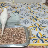 عروس هلندی