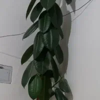 گل آپارتمانی فیکوس ۴ متر