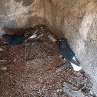 یجفت سیاه دم سفید