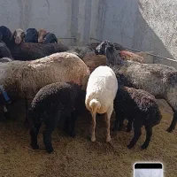 میش و بره و قوچ ۱۳ماهه