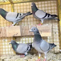 کبوتر پلاکی مسافتی سری همه باهم