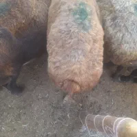میش‌چاق‌جوان
