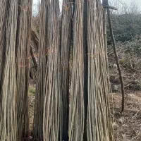 نهال صنوبر آمریکایی  اصلاح شده