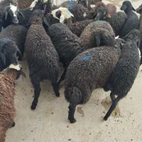 بره بره