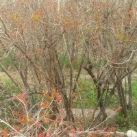 فروش-زمین-چشمه-توتی