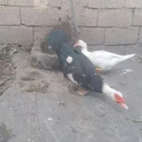 تخم اردک اسرائیلی