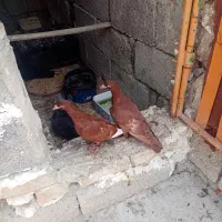 کبوتر
