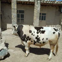 گاونر