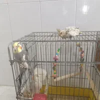 یه جفت عروس هلندی ویک عدد جوجه وقفس بزرگ و لانه