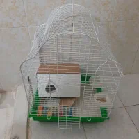 قفس مرغ عشق وعروس هلندی