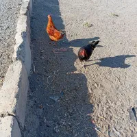 خروس|حیوانات مزرعه|سبزوار, اسلام آباد|دیوار
