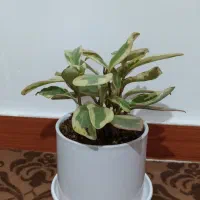 یک عددخرس وگلدان
