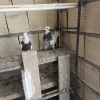 کفتر|پرنده|اراک, |دیوار