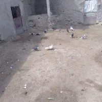 کفتر|پرنده|شیروان (خراسان), |دیوار