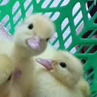 جوجه اردک 6 روزه اسرائیلی کامل سفید