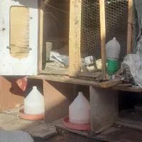 قفس  پرنده مرغ و کفتر و غیره