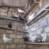 تهرونی نروماده ازکاشان
