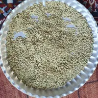 عدس بوجاری شده محصول خرداد ماه سال ۱۴۰۵ دشت مغان