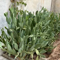 کاکتوس
