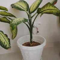 گل دیفن|گل و گیاه طبیعی|سنندج, |دیوار