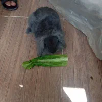 خرگوش توضیحات مهم