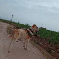 واگذاری توله ۱۰ماهه