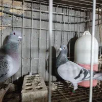 پلاکی