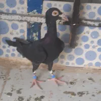 کبوتر معاوضه با مرغ خروس لاری و...