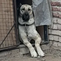 سگ ماده