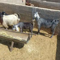 بز کهره دار تمیز مال داشتی