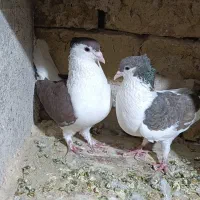 چپ و ساده کاکلی