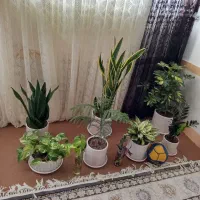 گل طبیعی