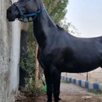 اسب مادیان مادیون ب رنگ مشکی