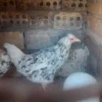 فروش ۲ عدد مرغ گلین