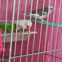 یک جفت فنچ کار داده با تخم