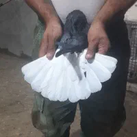 زاغ دم سفید
