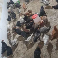 مرغ و خروس  سه ونیم ماهه