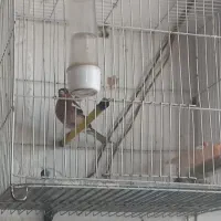 سهره طبق عکس بترکون