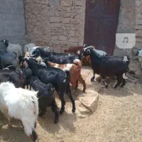فروش بز کهره