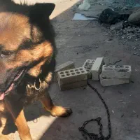 سگ ژرمن