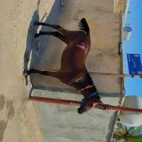 اسب