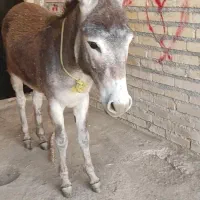 یک عدد.اولاغ نر