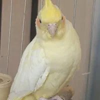 عروس هلندی